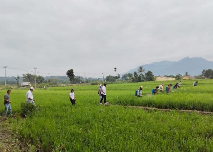 disemprot_pestisida_hasil_panen_padi_petani_patane_i_tetap_anjlok