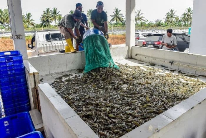 pemerintah_dorong_produktivitas_tambak_udang_tradisional