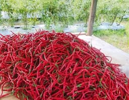 harga_cabai_di_lubuk_pakam_tembus_rp100000_pedagang_khawatir_terus_melonjak_hingga_akhir_tahun