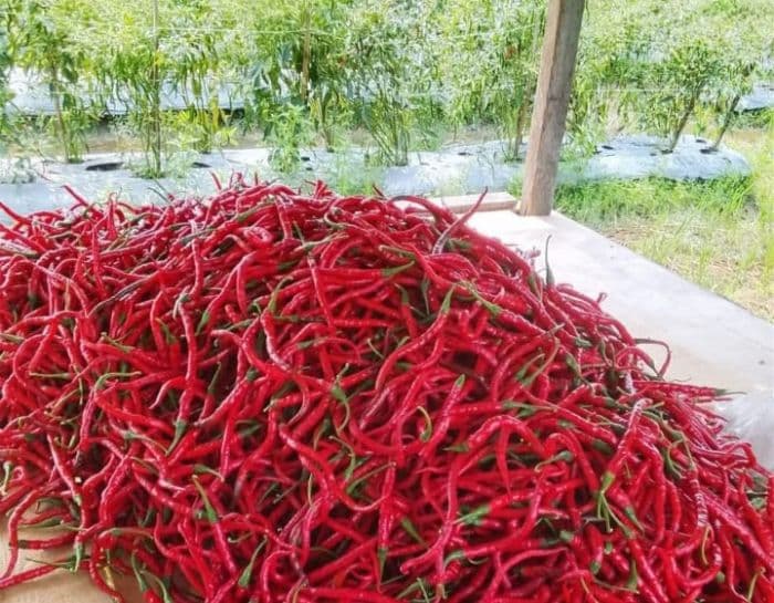 harga_cabai_di_lubuk_pakam_tembus_rp100000_pedagang_khawatir_terus_melonjak_hingga_akhir_tahun