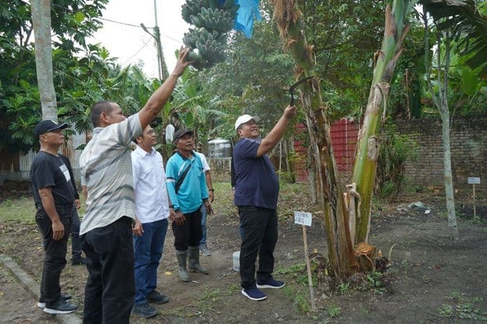 bupati_asahan_panen_perdana_pisang_kepok_abu_siap_diusulkan_jadi_varietas_lokal_ke_kementan_