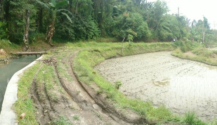 bantuan_benih_padi_di_simalungun_baru_menjangkau_6_ribu_hektare_