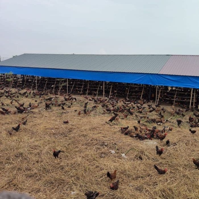 warga_keluhkan_bau_dan_lalat_dari_peternakan_ayam_di_beringin_deli_serdang