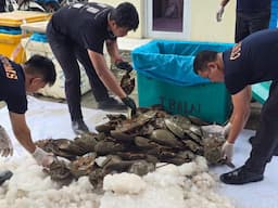 2015_belangkas_dan_35_kg_telurnya_gagal_diselundupkan_ke_malaysia