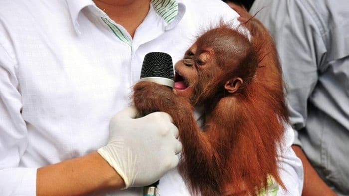 geger_5_bayi_orang_utan_ditemukan_di_hutan_india_diduga_hasil_penyelundupan_