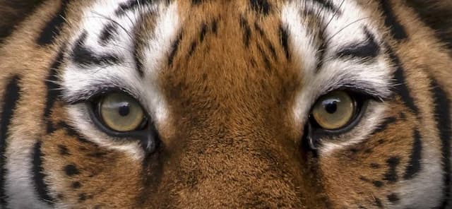 seorang_pria_tewas_diserang_harimau_di_inggris_altai_tak_dieutanasia_ini_fakta_dan_sorotan_keamanannya