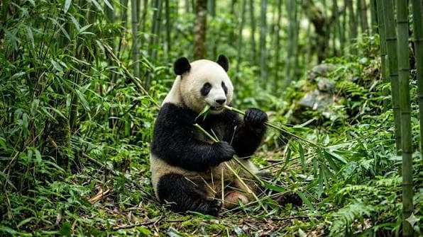 meski_dikenal_pemakan_bambu_panda_ternyata_masih_bisa_makan_daging
