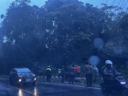pohon_tumbang_di_tahura_berastagi_arus_lalu_lintas_sempat_macet_parah