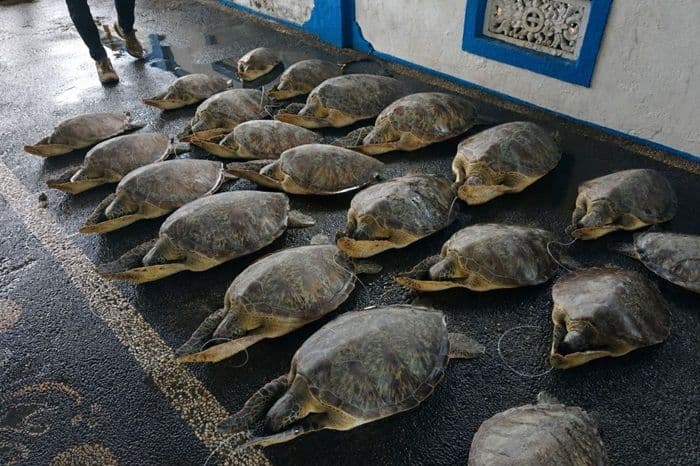 selamat_dari_penyelundupan_20_penyu_hijau_kembali_bebas_di_laut_bali_