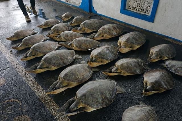 selamat_dari_penyelundupan_20_penyu_hijau_kembali_bebas_di_laut_bali_