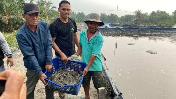 panen_1_ton_udang_vaname_bumdes_nagur_raup_untung_rp20_juta