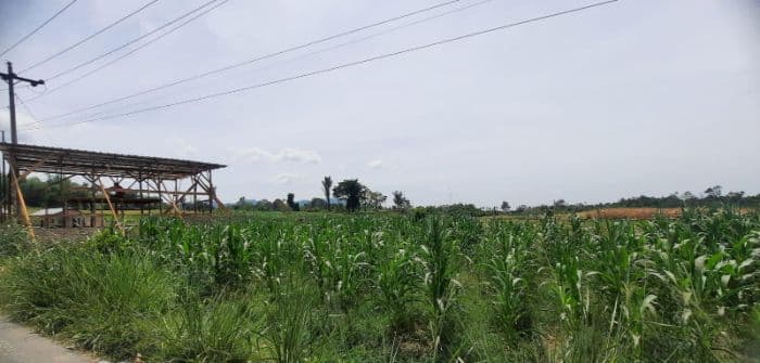 pupuk_phonska_sulit_di_simalungun_petani_terpaksa_meminjam