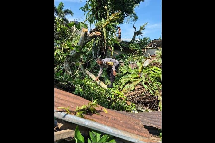 hujan_deras_dan_angin_kencang_pohon_tumbang_timpa_rumah_warga_di_langkat