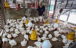 over_supply_tekan_harga_ayam_peternak_terancam_merugi