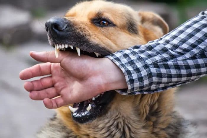 465_kasus_gigitan_hewan_penular_rabies_terjadi_di_pematangsiantar_hingga_agustus_2026