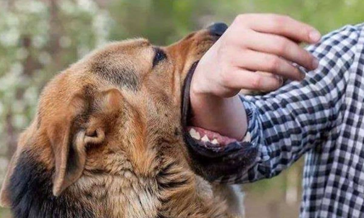 hingga_oktober_2026_asahan_catat_139_kasus_gigitan_hpr_nihil_rabies_pada_manusia