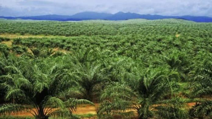 16_juta_masyarakat_ri_bergantung_pada_kebun_sawit