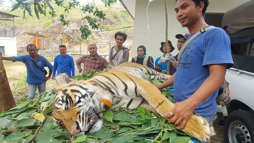2_ekor_harimau_sumatera_akan_dilepasliarkan_di_taman_nasional_kerinci_seblat
