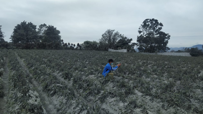 akibat_abu_vulkanik_gunung_sinabung_sejumlah_petani_gagal_panen_di_karo