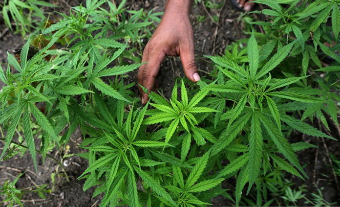 aturan_ganja_masuk_tanaman_obat_dicabut_ini_penjelasan_kementan