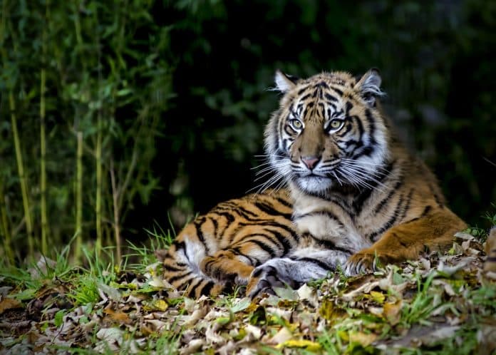 badan_konservasi_riau_selamatkan_harimau_sumatera