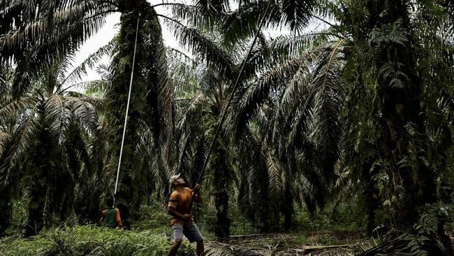 besok_petani_sawit_se_indonesia_bakal_ancam_demo_serentak