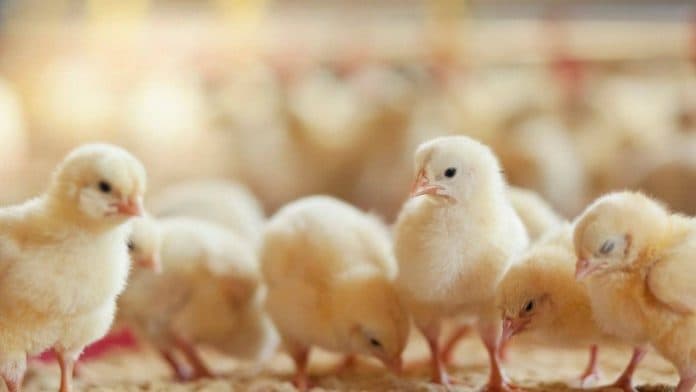 borong_anak_ayam_panic_buying_ala_amerika