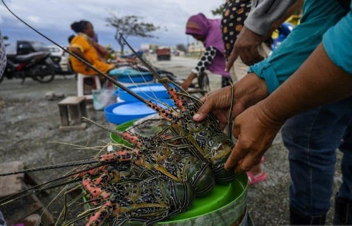 budidaya_lobster_lebih_baik_dibanding_ekspor_benih