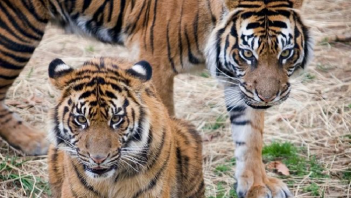cagar_alam_harimau_di_india_ditutup_setelah_jadi_klaster_covid_19