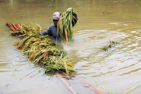 di_sulawesi_barat_30_hektare_tanaman_padi_busuk_akibat_banjir