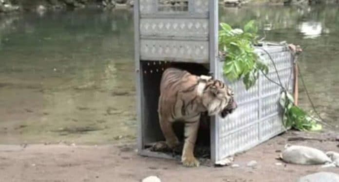 didiagnosa_alami_sepsis_harimau_sumatera_yang_dilepasliarkan_ke_tnks_ditemukan_mati