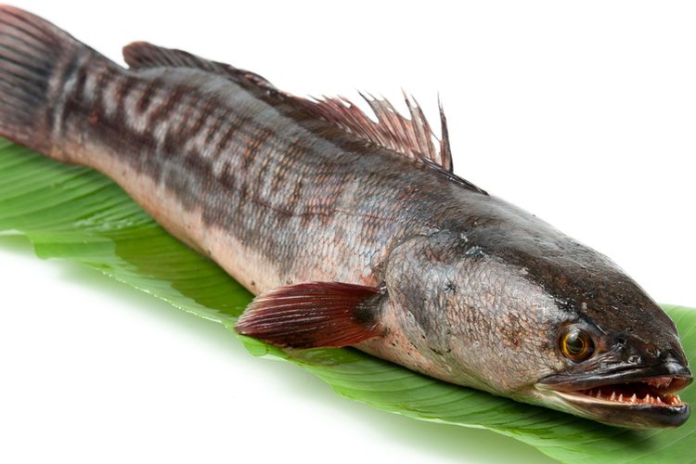 diklaim_bantu_sembuhkan_covid_19_ini_4_manfaat_ikan_gabus