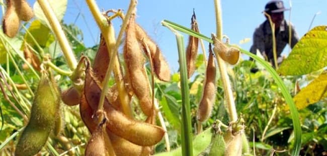 dongkrak_produksi_kedelai_di_sumut_dinas_tph_bantu_benih_untuk_3049_hektar