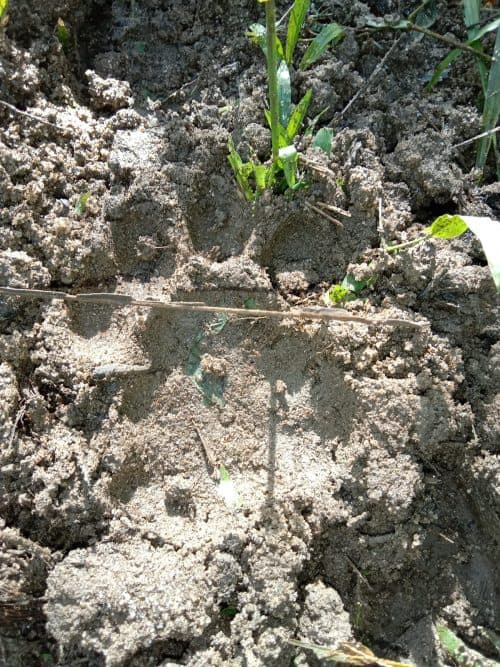 dua_ekor_sapi_sekarat_di_tkp_jorlang_hataran_ditemukan_jejak_kaki_harimau