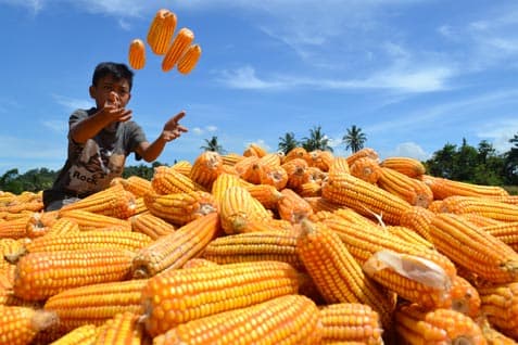 dunia_dibayangi_krisis_pangan_dampak_serangan_rusia_ke_ukraina_bagaimana_dengan_indonesia