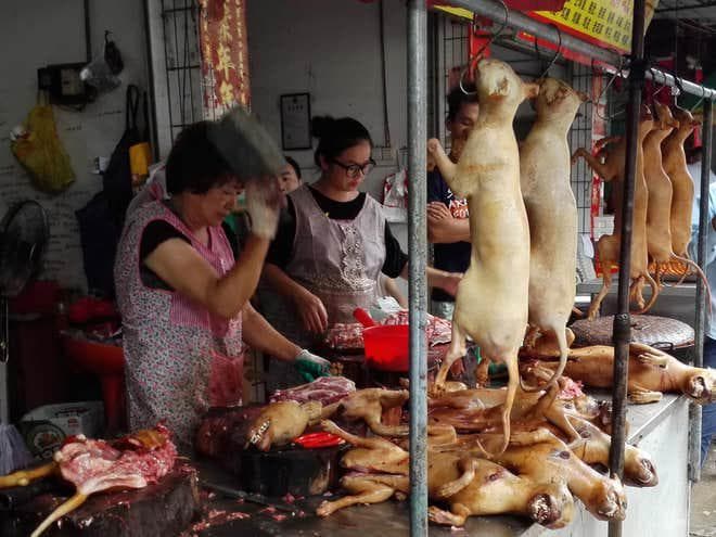 kota_kedua_di_china_zhuhai_larang_konsumsi_daging_anjing_dan_kucing