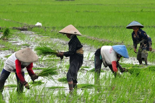 mentan_bantuan_untuk_petani_berupa_sarana_produksi_senilai_rp300_ribu