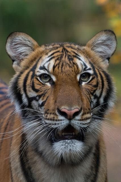 nadia_si_harimau_di_taman_hewan_bronx_new_york_positif_covid_19