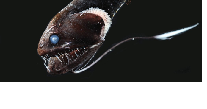 nyaris_punah_ikan_ultra_hitam_dengan_warna_tubuh_terselubung