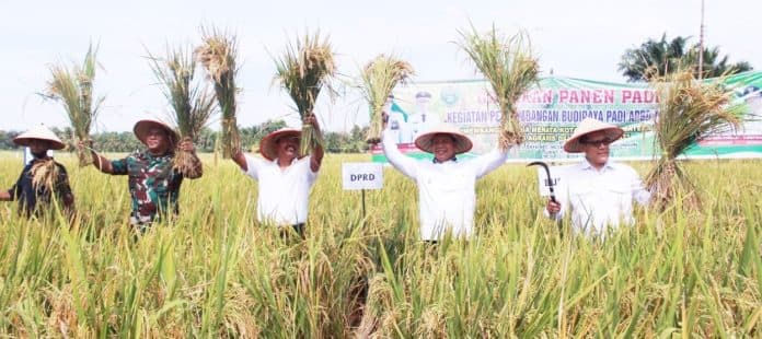panen_raya_padi_bupati_simalungun_akui_persoalan_pupuk_belum_teratasi