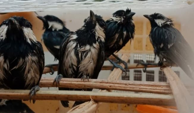 penyelundupan_2960_burung_liar_lintas_sumatera_jawa_digagalkan