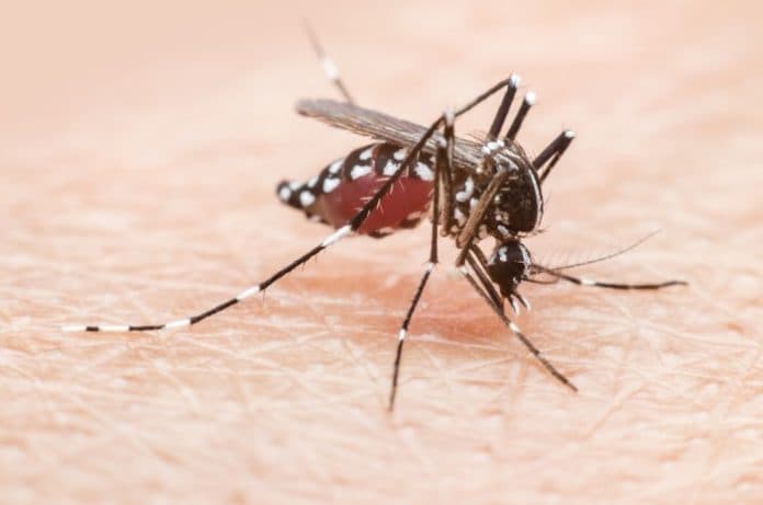 perangi_malaria_ilmuwan_petakan_sistem_imun_nyamuk