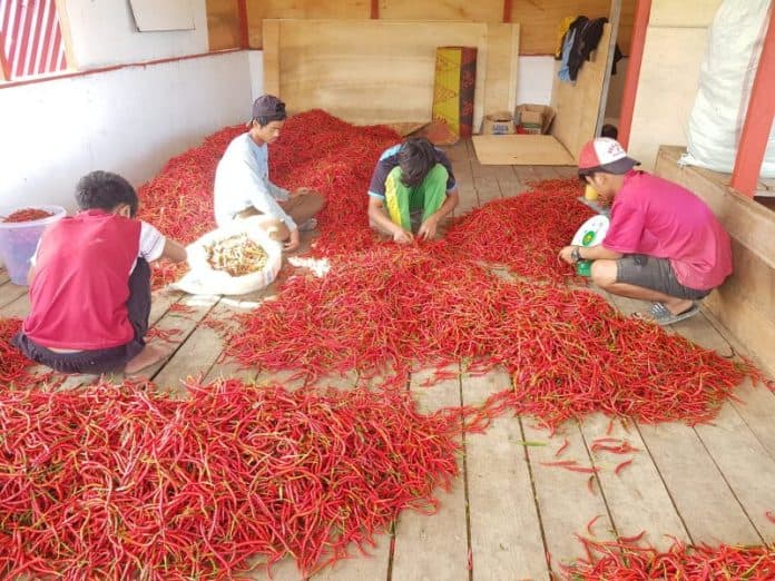 pertanian_marpadot_sukses_tanam_cabai_di_humbahas_produksi_capai_52_ton