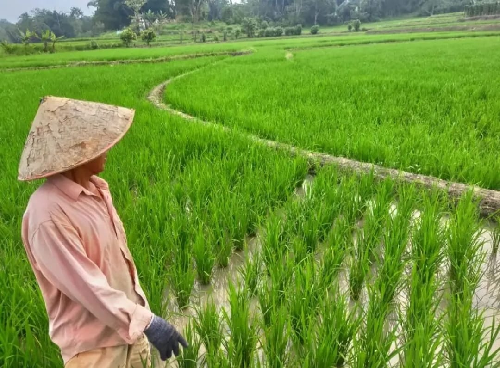 petani_simalungun_menjerit_kuota_pupuk_subsidi_anjlok_50_persen