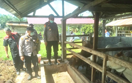 pmk_tak_menular_ke_manusia_kapolres_batu_bara_imbau_warga_tidak_panik