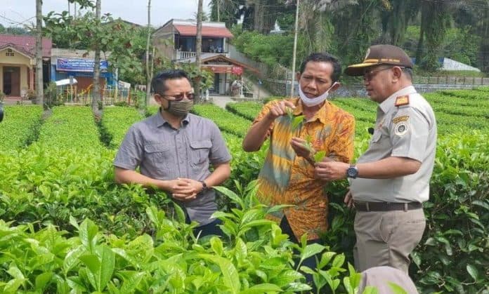 semester_i_2020_461_ton_teh_sumut_diekspor_ke_9_negara