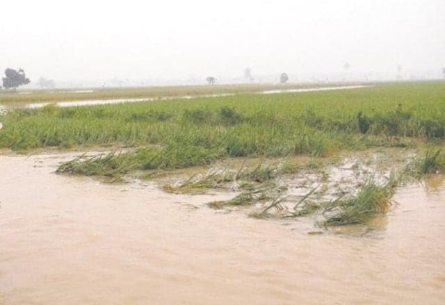 sepajang_oktober_ribuan_hektar_sawah_di_sumut_terendam_banjir