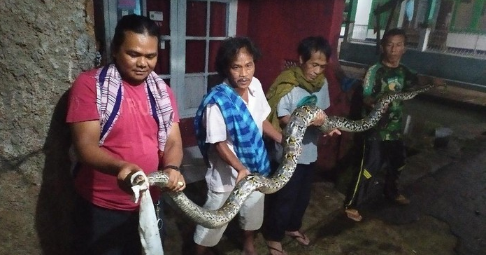 ular_sanca_45_meter_ditangkap_dari_kolam_ikan_mas