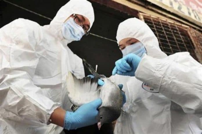 vietnam_musnahkan_ribu_unggas_bendung_flu_burung
