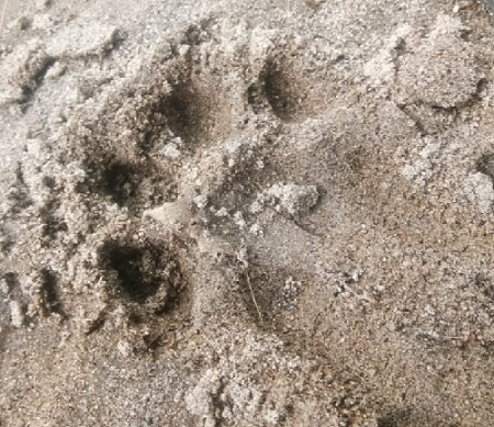 warga_temukan_jejak_kaki_harimau_di_pinggir_sungai_andarasi_tanah_jawa